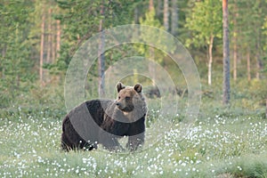 Brown bear going and watching