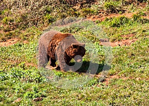 Brown bear on green grass