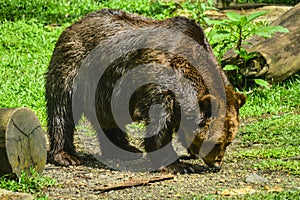 Brown bear on the ground in the morning