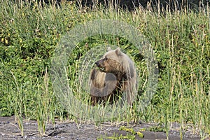 Brown Bear on her way to eat some grass, while still watching her cubs