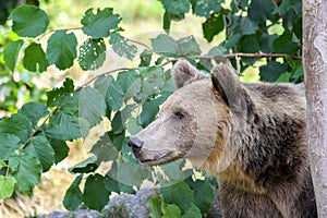 Brown bear hides and peeps watchfully behind a tree