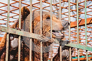 The brown bear holds on to the metal rods of the cage with its paws.