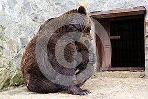 Brown Bear hugging her baby