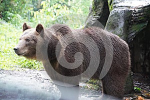 Brown bear at Indonesia photo