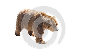 Brown bear isolated on white