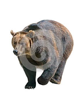 Brown bear isolated on white, Siberia - Russia