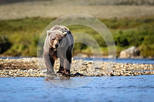 Brown bear in Katmai National Park