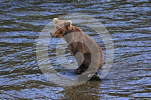 Brown Bear in Katmai National Park and Preserve
