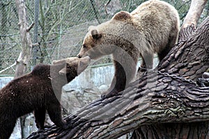 Brown bear kissing, Skansen Park, Stockholm