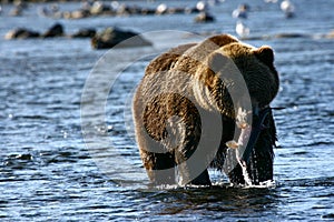 Brown bear on kodiak island photo