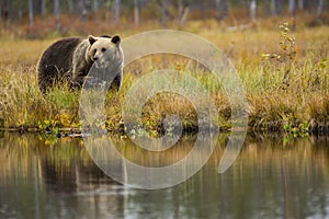 Brown bear in Kuusamo, Lapland, Finland photo