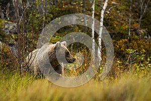 Brown bear in Kuusamo, Lapland, Finland photo