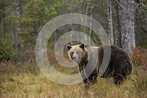 Brown bear in Kuusamo, Lapland, Northern Finland photo