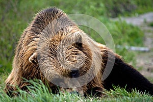 Brown Bear Laying on Grass