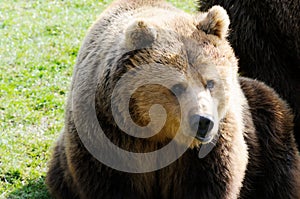Brown bear