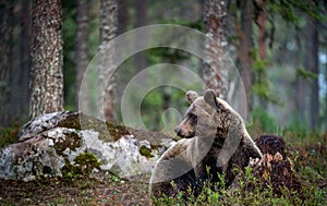 Brown bear lies in the pine forest. Scientific name: Ursus arctos. Natural habitat