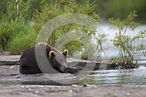 Brown bear is lies on the river Bank