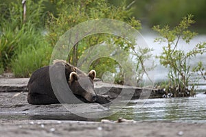 Marrón un oso es un descansa sobre el un rio Banco 