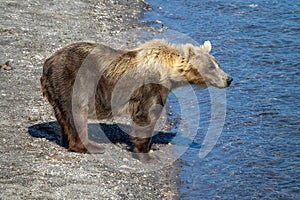 Brown bear looking for fish in river