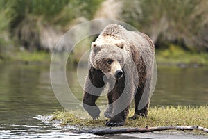 Brown bear looking for food
