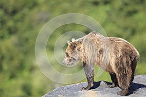 Brown bear looking over a cliff in Alaska