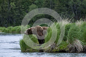 Brown bear looking for salmon