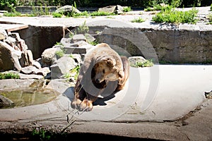 Brown bear is looking for a suitable place where there is no hot sunlight