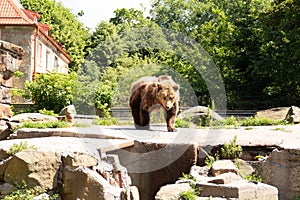 Brown bear is looking for a suitable place where there is no hot sunlight