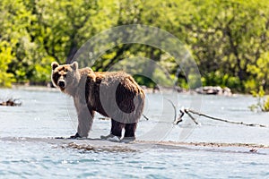 Brown bear looking to the fotokamera, Kurile lake, Kamchatka Peninsula, Russia photo