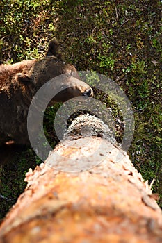 Brown bear looking up in a forest photo