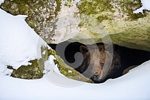 Brown bear looks out of its den in the woods under a large rock in winter