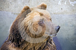 Brown bear lover of honey