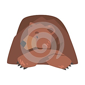 Brown Bear Lying with his Paw under his Head, Large Wild Predator Mammal Animal Cartoon Vector Illustration