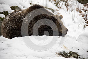 Brown bear lying on a snow