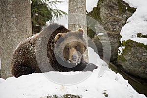 Brown bear lying on a snow