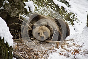 Brown bear lying on a snow