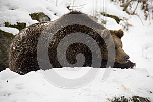 Brown bear lying on a snow