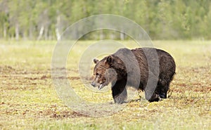 Brown bear male crossing a swamp in summer