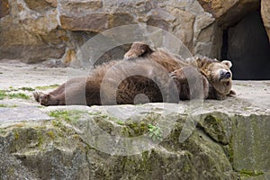 Brown bear mammal predator lair spurs