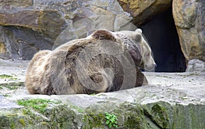 Brown bear mammal predator lair spurs