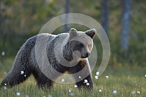 Brown bear on the meadow in the summer forest. Sunset, evening twilight.