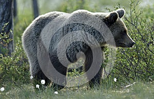 Brown bear on the meadow in the summer forest. Sunset, evening twilight. Scientific name: Ursus Arctos Arctos