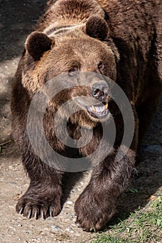 A brown bear, mid-stride and growling, showcases its powerful build in a sunlit enclosure, evoking a wild and untamed