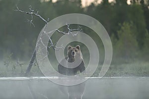 Brown bear in misty landscape