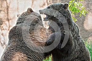 Brown Bear MMA photo