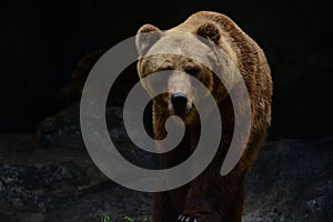 Brown bear (National Zoological Park, Dehiwala, Sri Lanka)