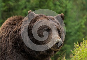 Brown bear in the Nature