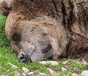 Brown bear in the Nature