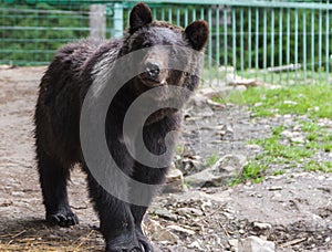 Brown bear in the Nature