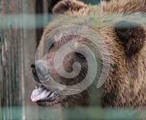 Brown bear in the Nature